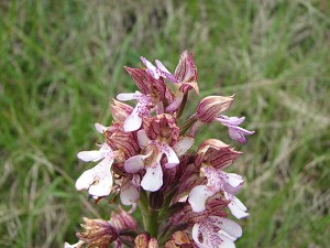 orchis militaris x purpurea